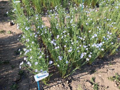 Click for 1 image(s) for this accession.